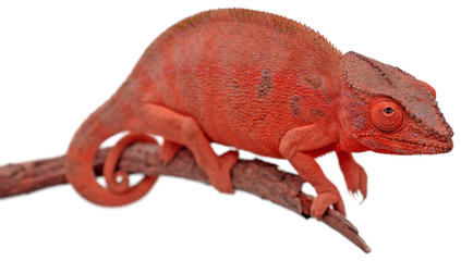 chamaeleo pardalis, caméléon, île de la Réunion, fond blanc