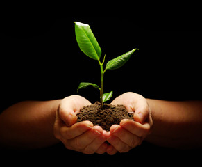 plant in hands