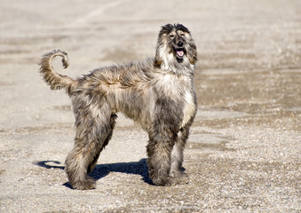Archie the Afghan Hound