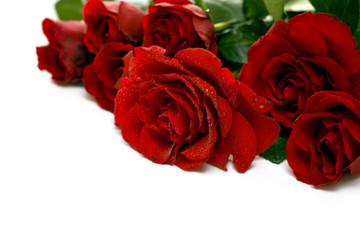 Red roses isolated on white