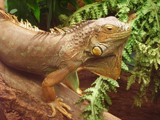 Green iguana (Iguana iguana)