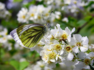 spring blooming with Mountain Green-veined White