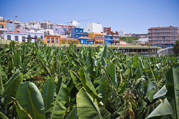 Village near big banana plantation at La Palma © Kruwt