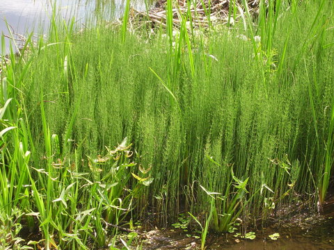 Horsetails