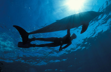 Fototapeta premium Dauphin et nageuse, Egypte, mer Rouge