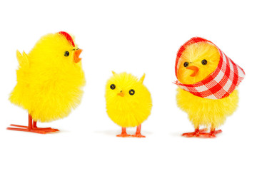 chick family