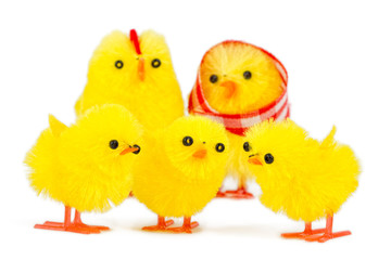 chick family
