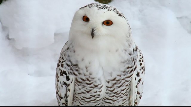 Schnee-Eule