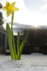 Narzisse im Schnee