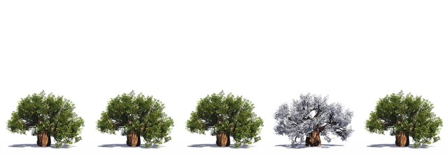 Fototapeta premium High resolution green 3D conceptual baobab trees row