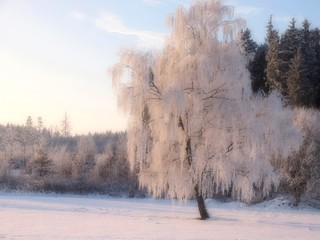 Erstarrt im Winterschlaf
