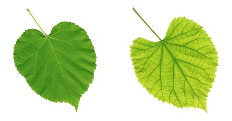 High resolution green summer leafs