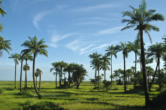 Rice Field In Casamance Senegal