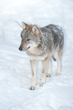 wolf (lat. Canis lupus)