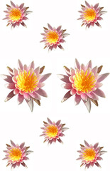 nénuphars détourés