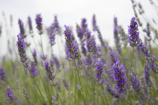 Flor de lavanda © Alex_VLC