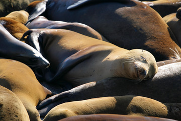 Naklejka premium Sea lions at Pier 39, San Francisco, USA..