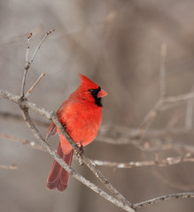 Northern Cardinal (Cardinalis cardinalis)