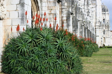 Obraz premium flowering aloe vera in front of Jeronimos Monastery in Belem
