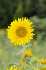 Sonnenblume