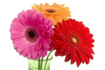 Wide angle three colourful gerber daisies in vase