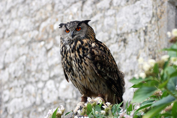 Grand-duc d'Europe (Bubo bubo)