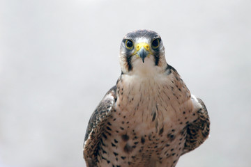 Faucon lanier (falco biarmicus)