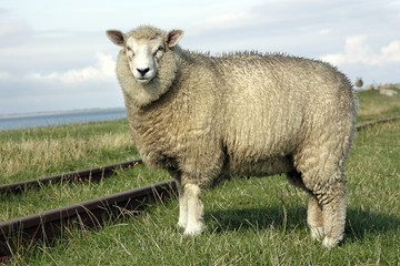Wool Sheep