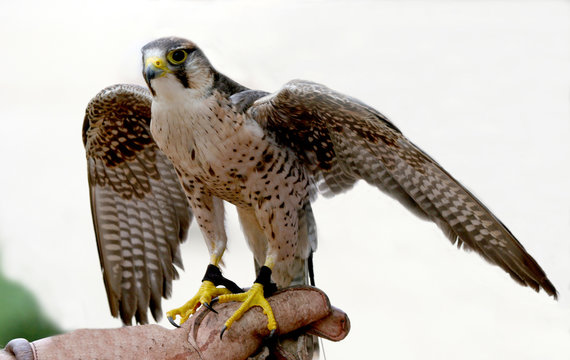 Faucon lanier (falco biarmicus)