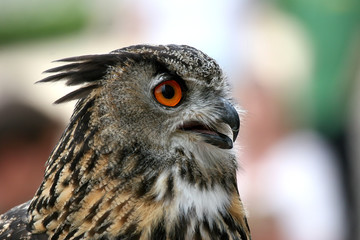 Grand-duc d'Europe (Bubo bubo)