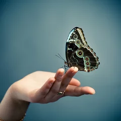 Zelfklevend Fotobehang Vlinder vlinder op de handpalm