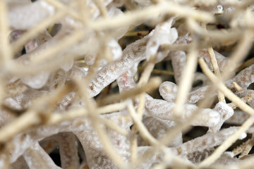 noded horny coral detail