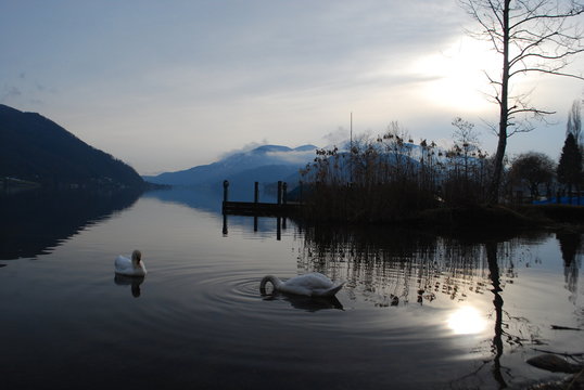 Lago e cigni