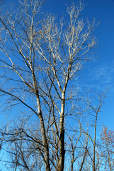 Obraz premium Alberi spogli