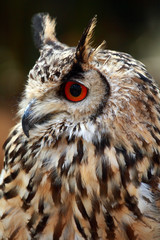 Rock Eagle Owl