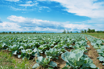 Many rows of green cabbage