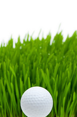 Golf ball on the green grass