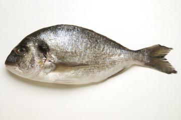 Orata - Sparus auratus