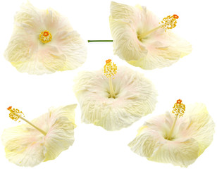 fleurs blanches hibiscus fond blanc
