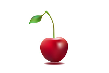 cherry vector illustration