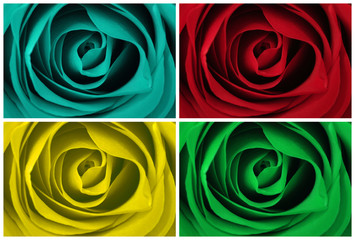 Rose in Four Different Colors