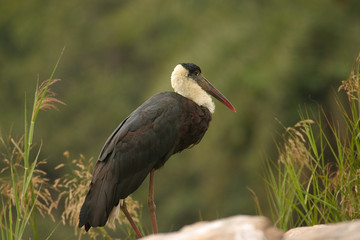 White Necked Stork