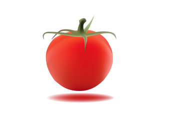 tomato vector illustartion
