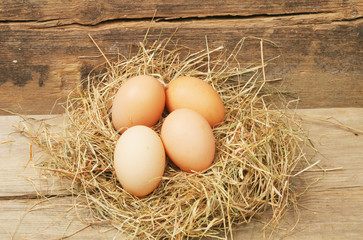 Eggs in a nest