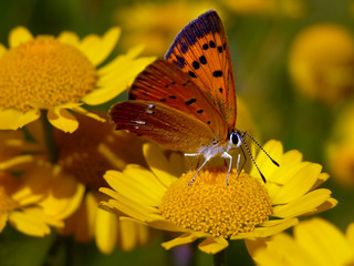Scarce Copper butterfly,  Lycaena virgaureae