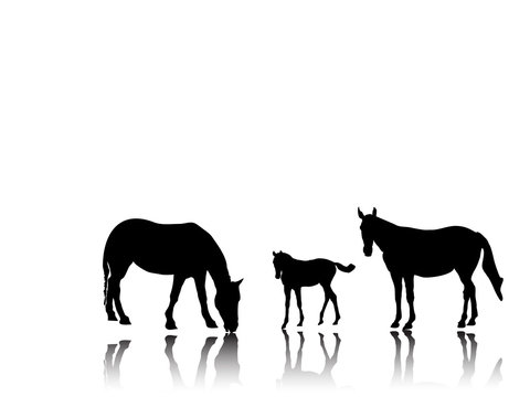 Kleine Pferdegruppe mit Schattenspiegelung-Silhouette