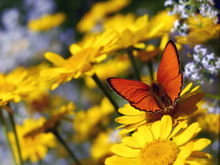Scarce Copper butterfly,  Lycaena virgaureae