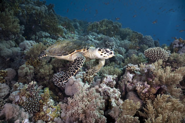 Obraz na płótnie Canvas hawksbill turtle, coral and ocean