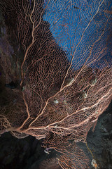 ocean, coral and fish