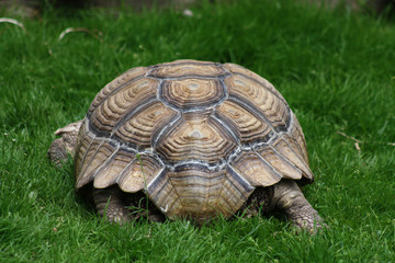 Spornschildkröte von hinten